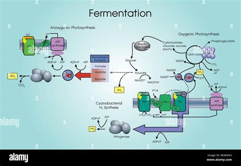 Mechanism Of Yeast Fermentation