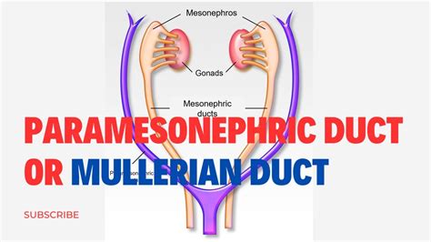 Mullerian Duct Anatomy