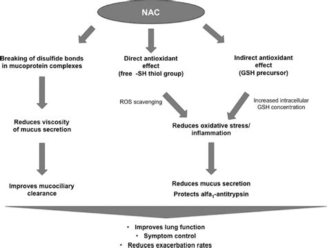 Nacetylcysteine Mechanism Of Action