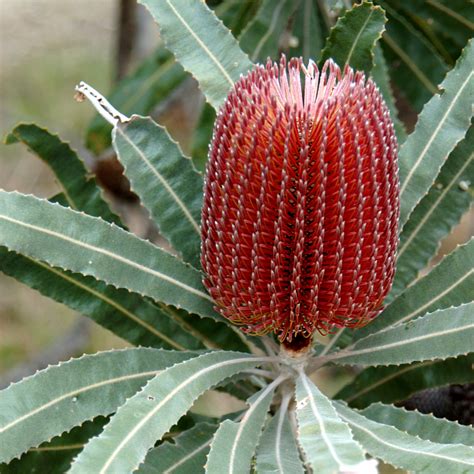 Native Plants To Australia