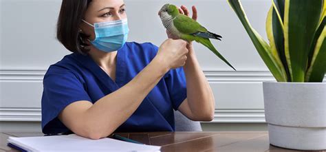 Near Me Bird Hospital