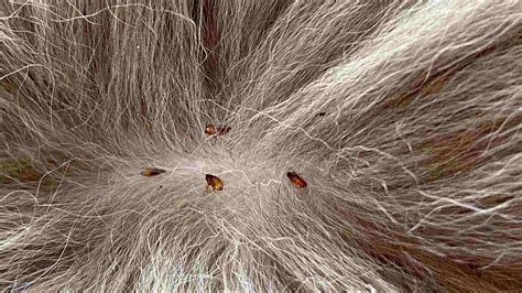 Nest Of Fleas