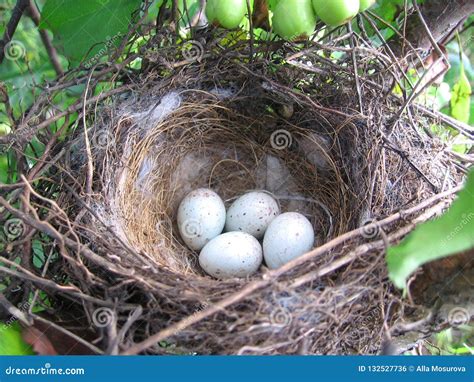 Nest Of Nets