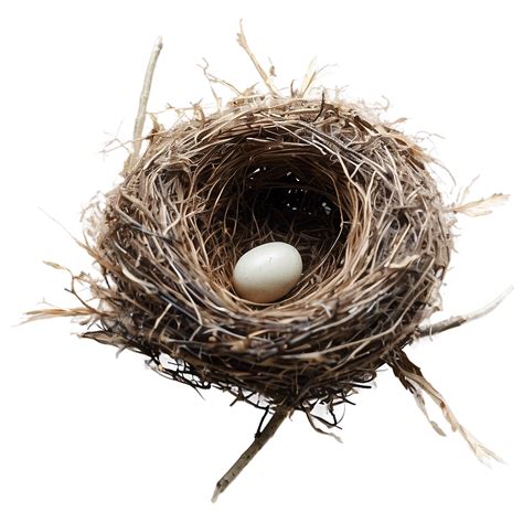 Nest Of White Feathers