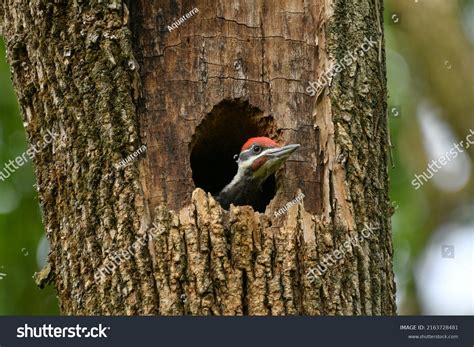 Nest Of Woodpecker