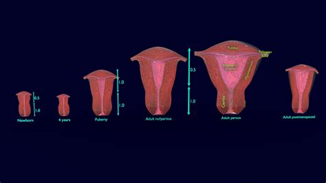 Normal Size Uterus