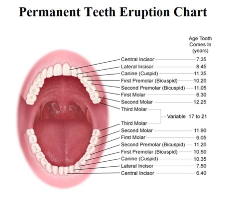 Order Of Eruption Of Permanent Teeth
