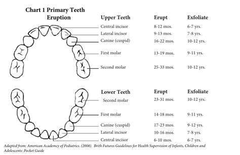 Order Of Eruption Of Primary Teeth