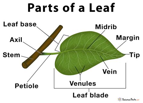 Parts Of A Simple Leaf