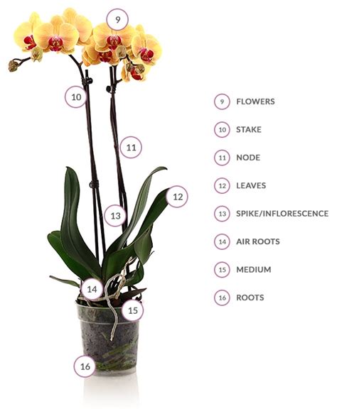 Parts Of Orchid Plant