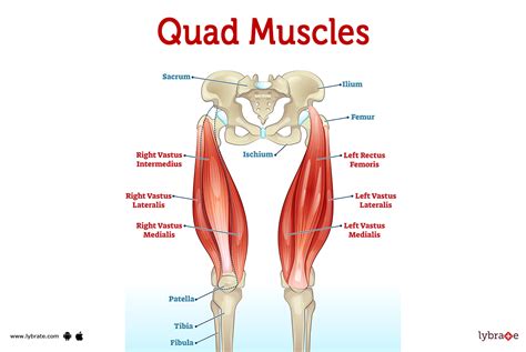 Parts Of Quad