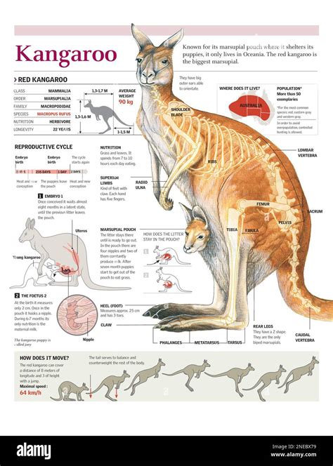 Phylum Of Kangaroo