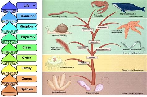 Phylum Of Kingdom