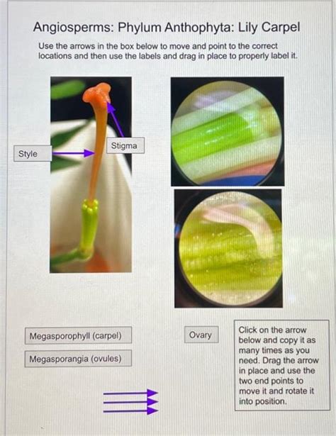 Phylum Of Lily