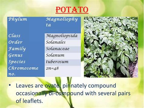 Phylum Of Potato