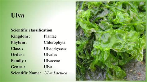 Phylum Of Ulva