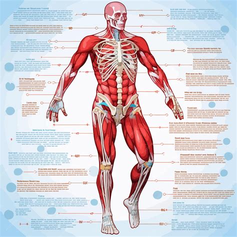 Physical Anatomy Human Body