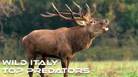 Predators Of Italy
