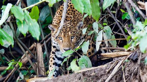 Predators Of Jungle