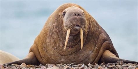 Predators Of Walrus