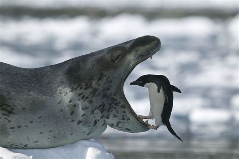 Prey Of Leopard Seal