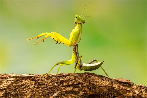 Prey Of Mantis