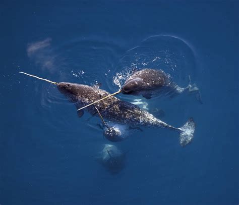 Prey Of Narwhals