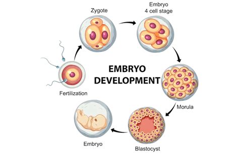 Process Of Zygote Development