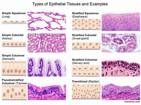 Produced By Skin Epithelia Include