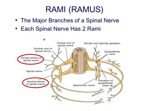 Ramus Of Spinal Nerve
