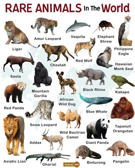 Rare Animals Images