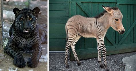 Rare Animals Mixed Dna