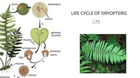Reproduction Of Dryopteris