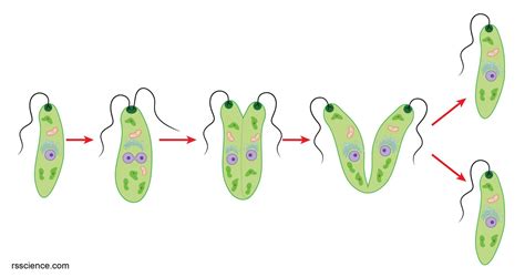 Reproduction Of Euglena