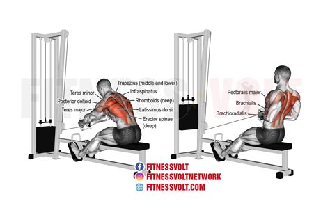 Seated Row Muscles Worked