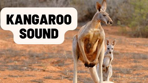 Sound Of Kangaroo