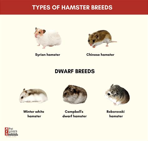 Species Of Hamster