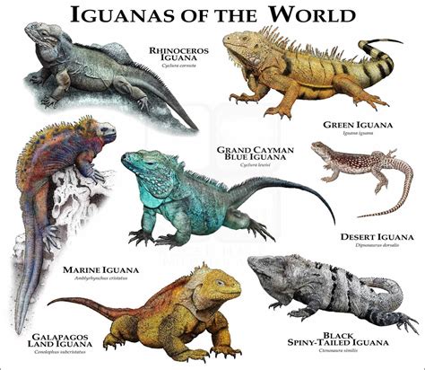 Species Of Iguana