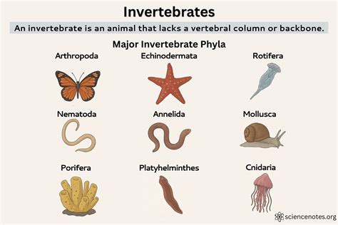 Species Of Invertebrates