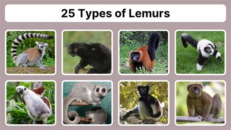 Species Of Lemurs