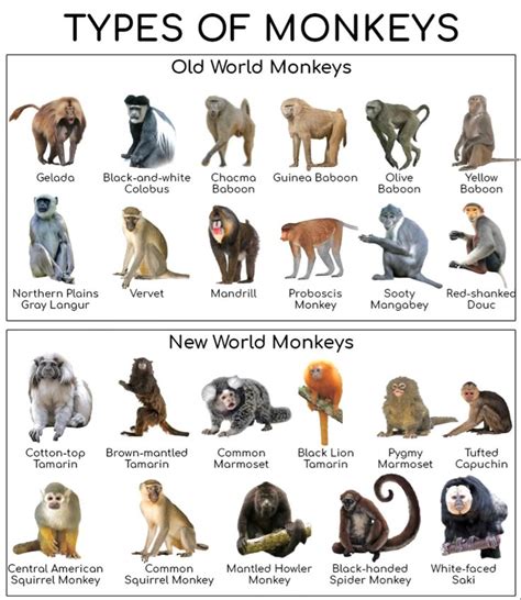 Species Of Monkeys