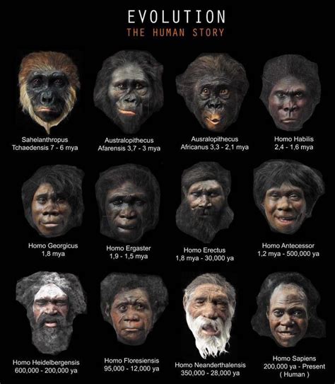Species Of Neanderthals