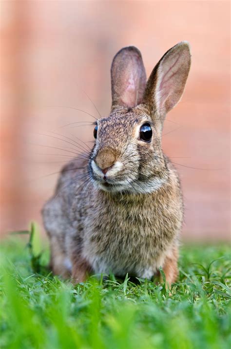 Species Of Rabbit