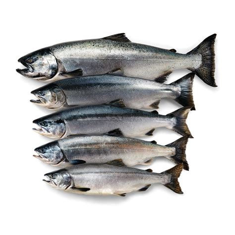 Species Of Salmon