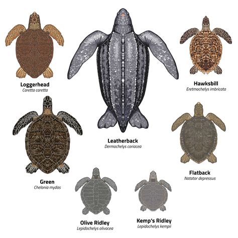 Species Of Sea Turtles