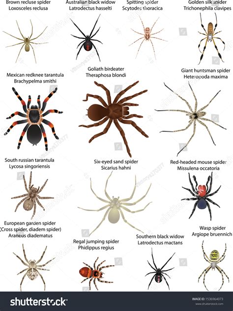 Species Of Spiders