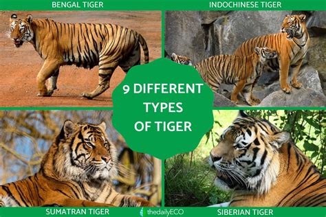 Species Of Tigers