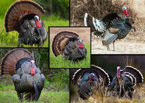 Species Of Wild Turkeys