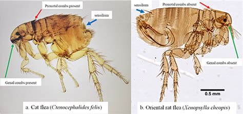 Species Of Xenopsylla