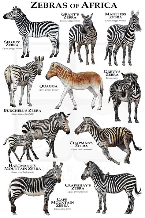 Species Of Zebra In South Africa
